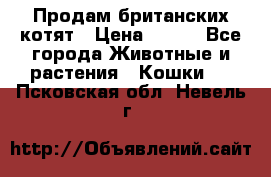 Продам британских котят › Цена ­ 500 - Все города Животные и растения » Кошки   . Псковская обл.,Невель г.